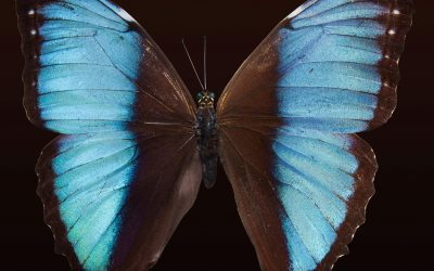 Menopause or Metamorphosis?
